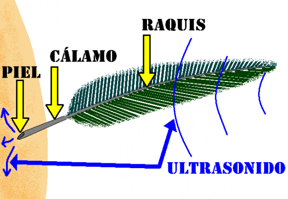 Figura 2. Como afecta el ultrasonido en el ave